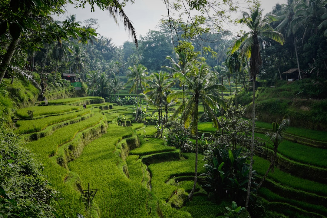 Why bali is the top choice for digital nomads a deep dive into work and play